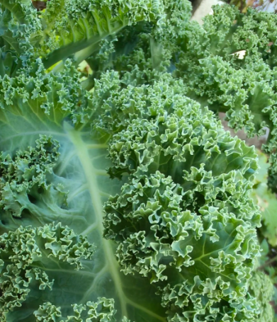 Kale - 3