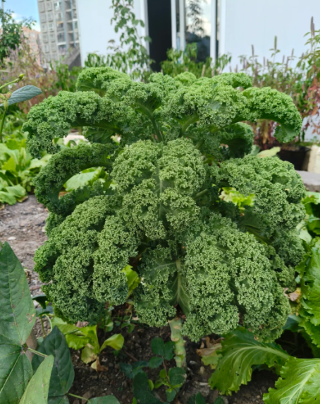 Kale - 2