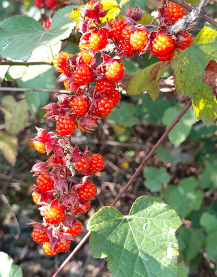 wild raspberry - 2
