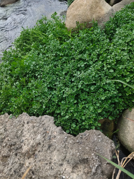 Watercress
