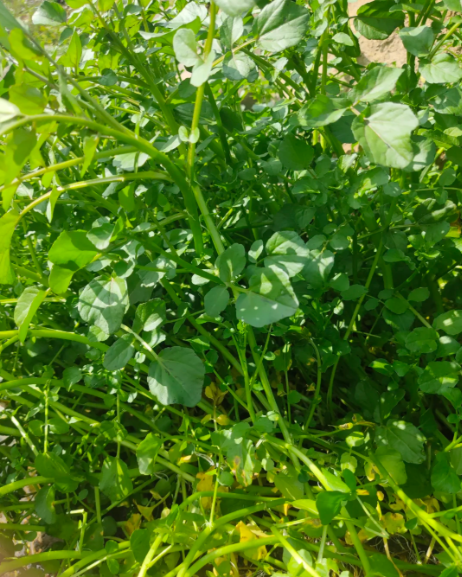 Watercress - 2