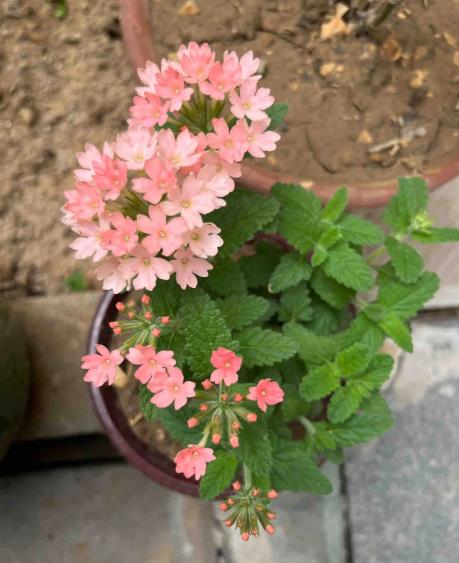 美女樱（Glandularia×hybrida） - 3