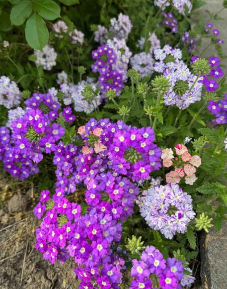 美女樱（Glandularia×hybrida）