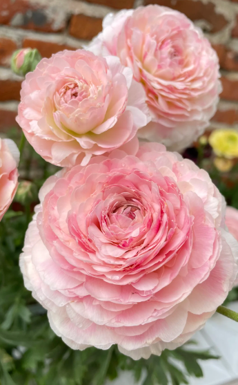 Ranunculus
