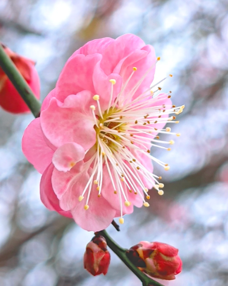 plum blossom