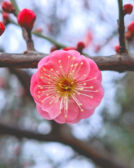 plum blossom - 3