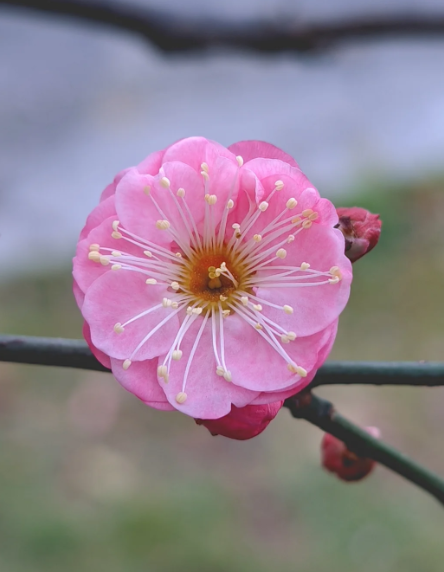 plum blossom - 2
