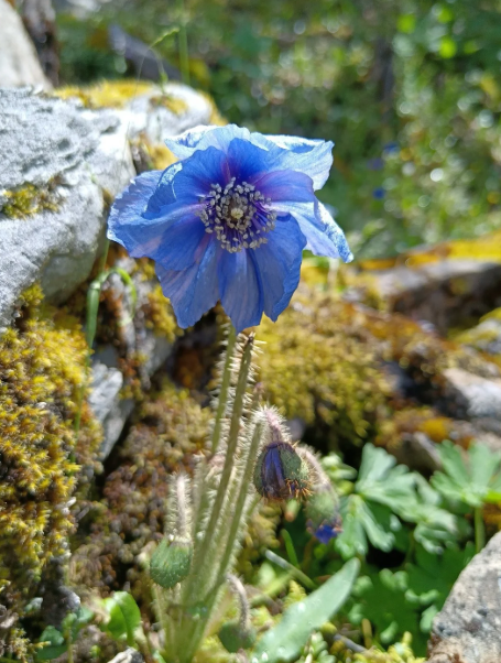 blue poppy
