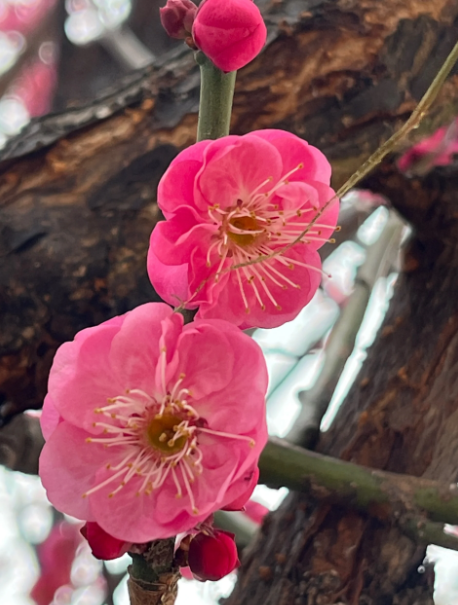 plum blossom