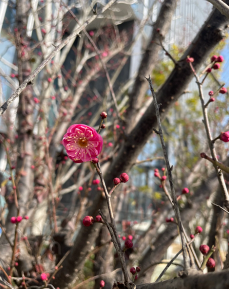 plum blossom - 3