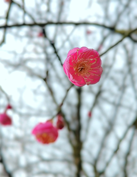 plum blossom - 2