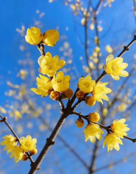 wintersweet