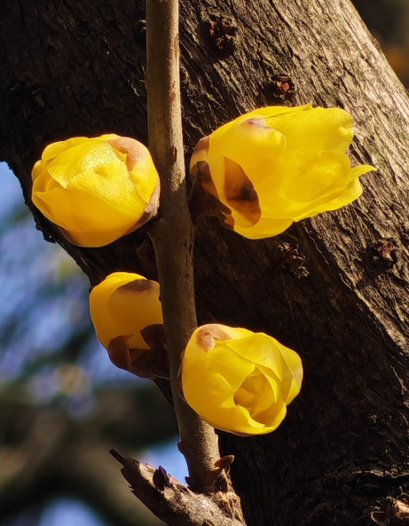 wintersweet - 2
