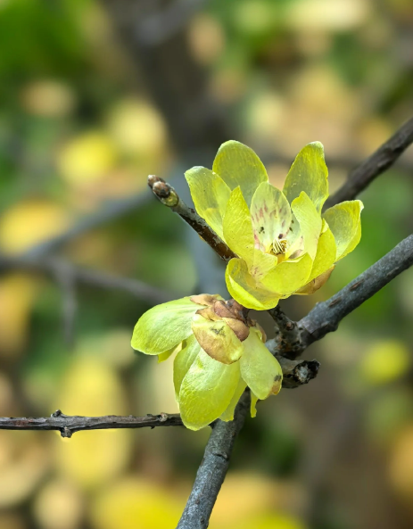 wintersweet - 3