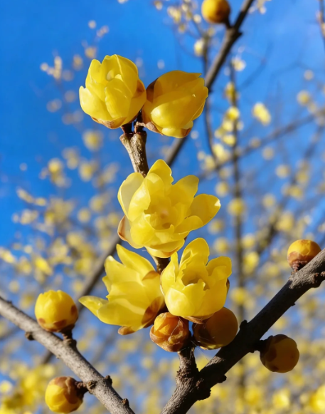 wintersweet - 4