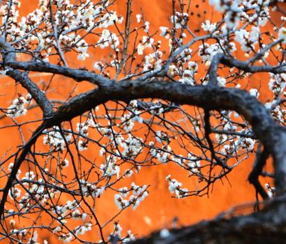 plum blossom