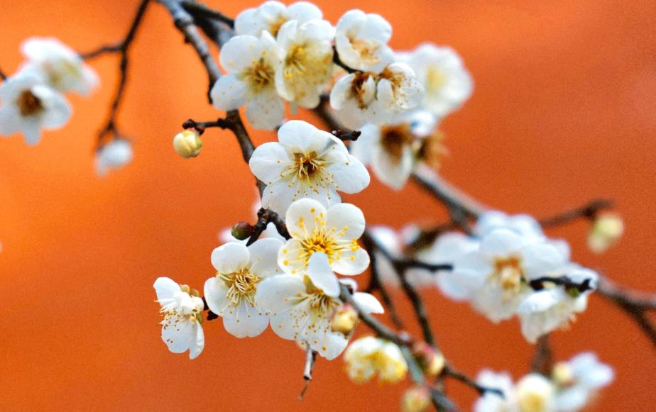 plum blossom - 4