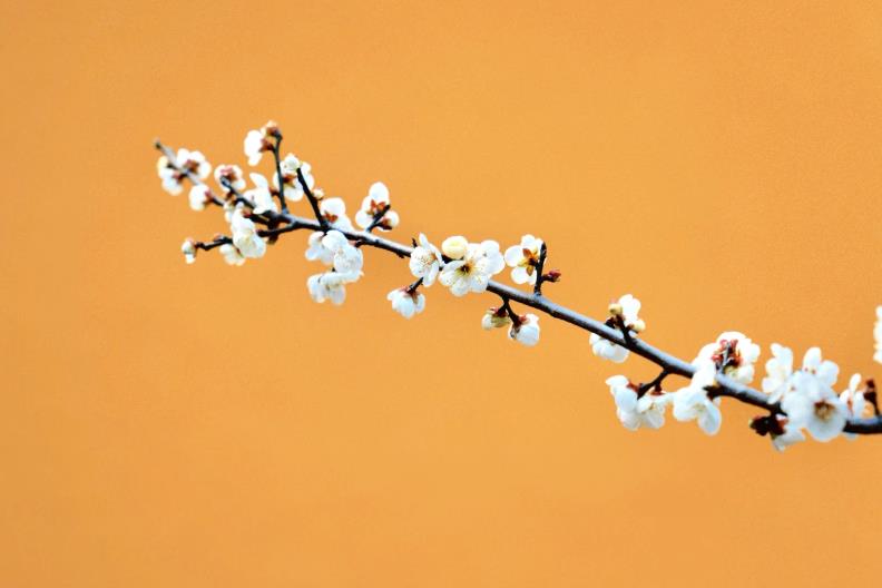 plum blossom - 3