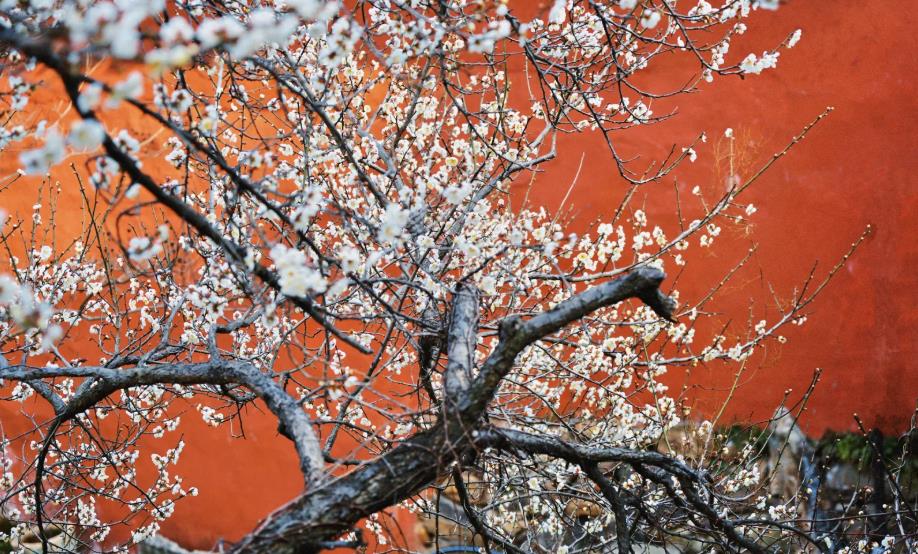 plum blossom - 2
