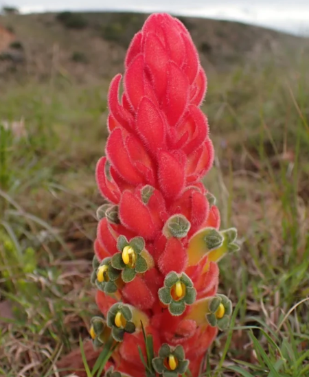 what plant is this - 2