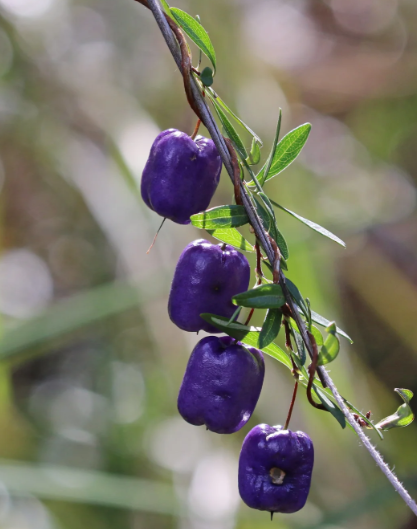 What Plant Is This? A Practical Guide to Identifying Plants with Confidence