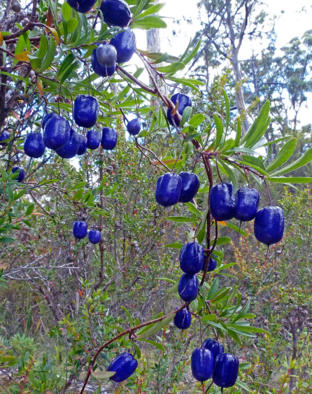 What Plant Is This? A Practical Guide to Identifying Plants with Confidence - 2