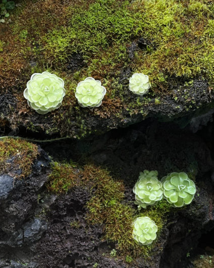 What Plant Is This? A Simple Question That Technology Can Finally Answer - 2