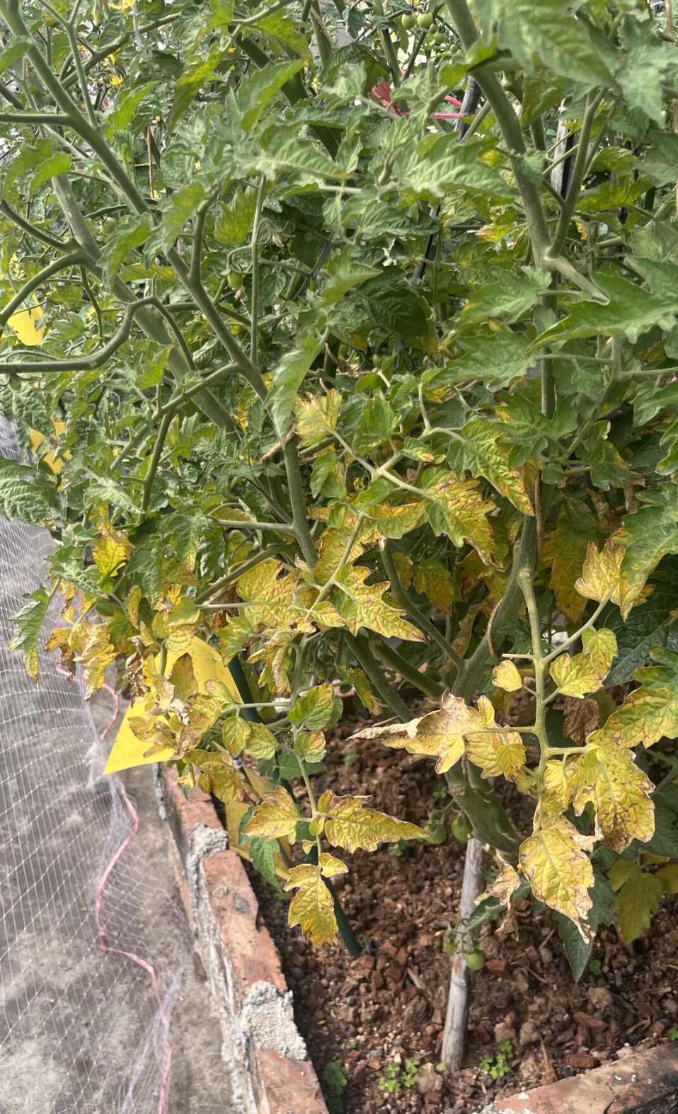 Why Are My Plant Leaves Turning Yellow? (7 Common Causes and How to Fix It)