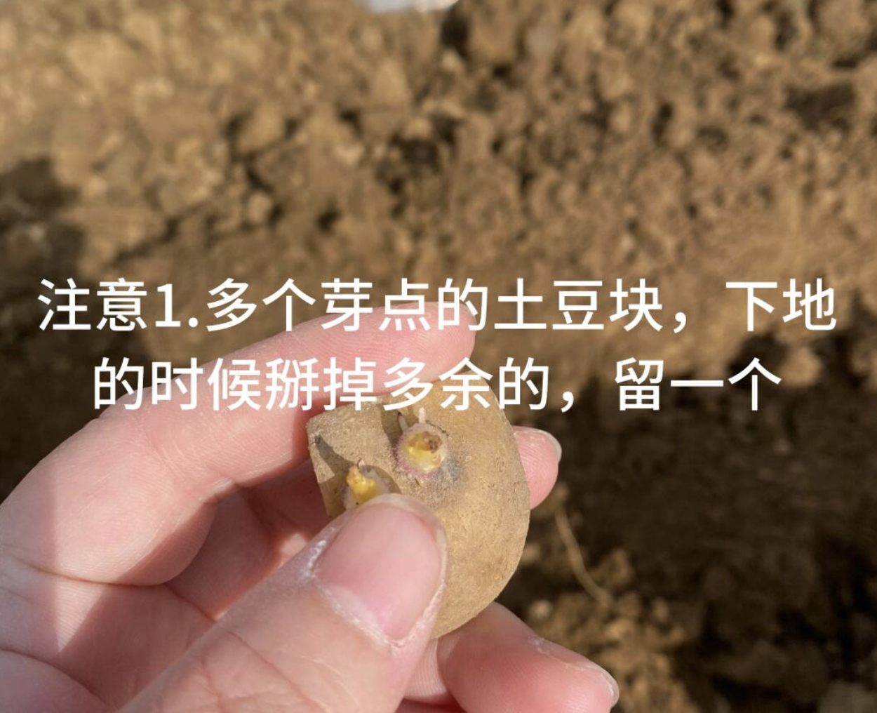 how to plant potatoes？ - 2