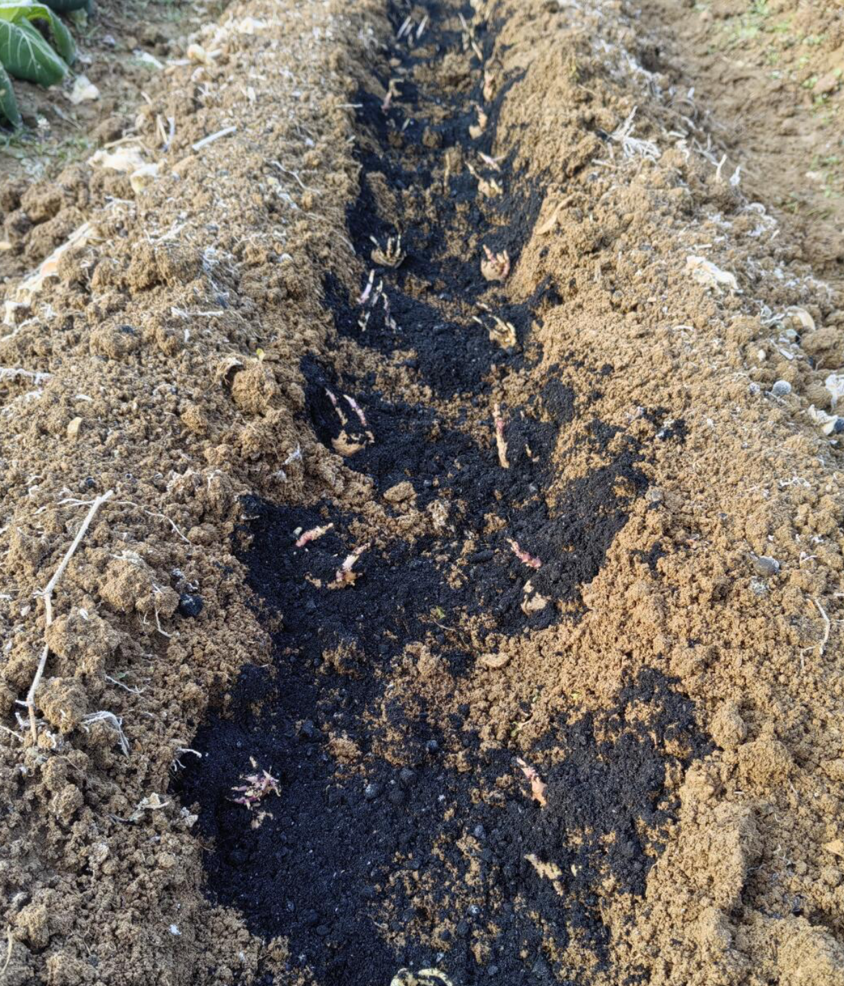 how to plant potatoes？ - 3