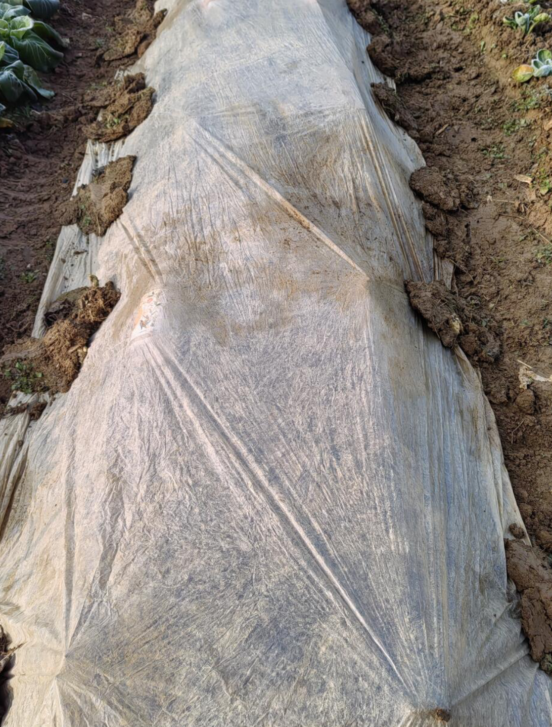 how to plant potatoes？ - 4