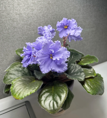 African Violet