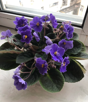 African Violet - 3