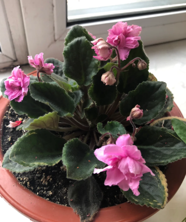 African Violet - 2