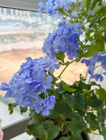 Ceratostigma plumbaginoides - 2