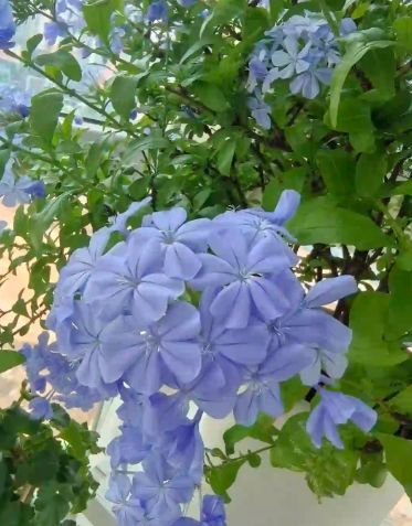 Ceratostigma plumbaginoides