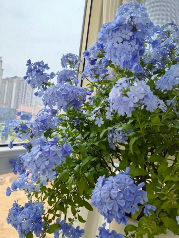Ceratostigma plumbaginoides - 3