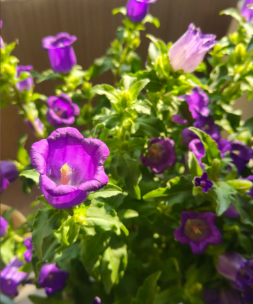 Campanula L.Campanula plants are non-toxic to both cats and dogs, so you can safely care for them - 3