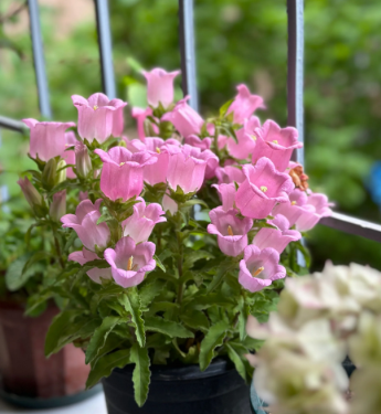 Campanula L.Campanula plants are non-toxic to both cats and dogs, so you can safely care for them