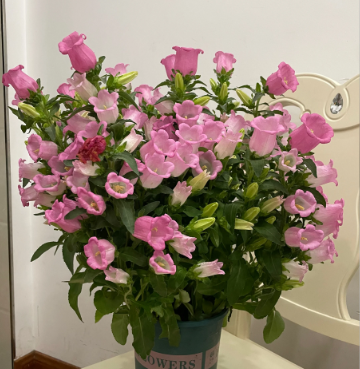 Campanula L.Campanula plants are non-toxic to both cats and dogs, so you can safely care for them - 2