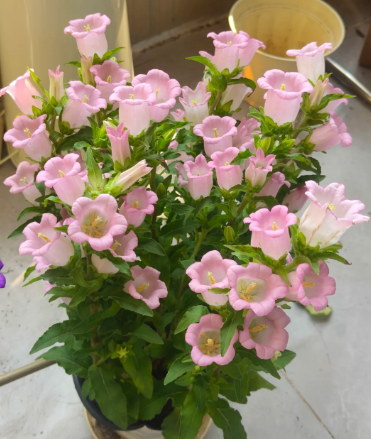 Campanula L.Campanula plants are non-toxic to both cats and dogs, so you can safely care for them - 4