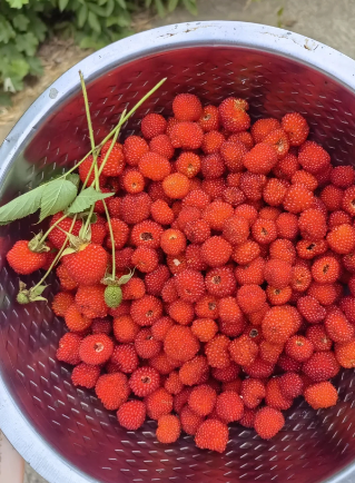 Rubus idaeus L - 2