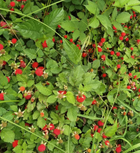 Rubus idaeus L