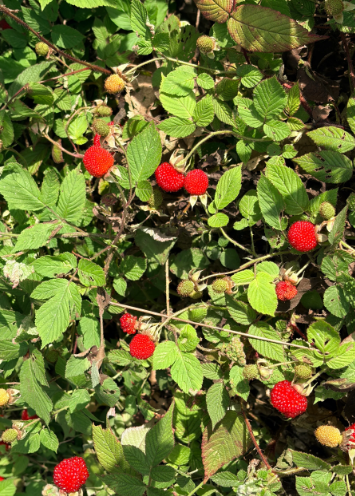 Rubus idaeus L - 3