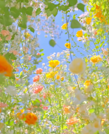 Spring flower viewing - 3
