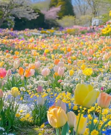 Spring flower viewing - 4