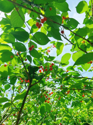 Prunuspseudocerasus - 2