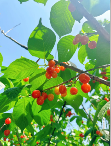 Prunuspseudocerasus