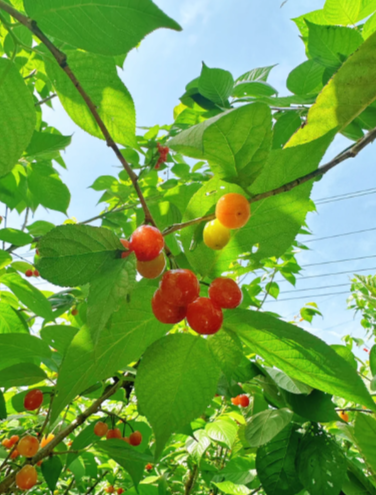 Prunuspseudocerasus - 3