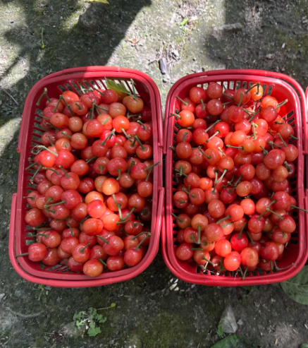 Prunuspseudocerasus - 5